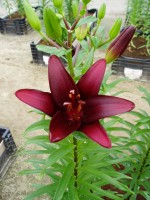 [1606 Landini No01.JPG]